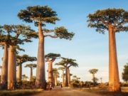 Madagaskar Nasıl Gidilir?