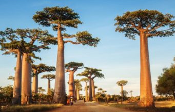 Madagaskar Nasıl Gidilir?